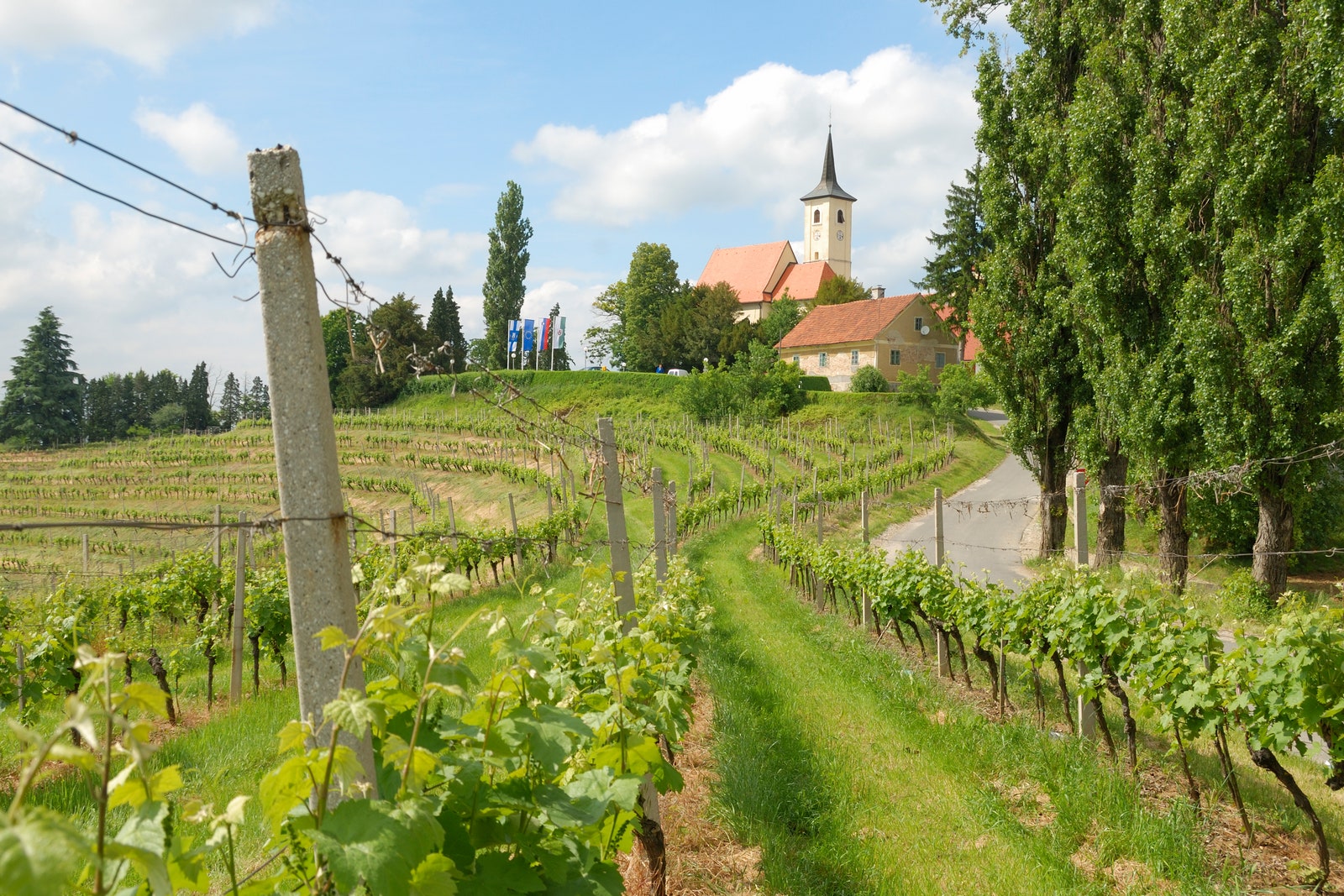 Images may contain natural outdoor rural rural farm vineyards and communal poles