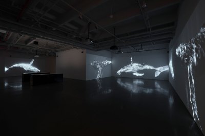 View of the art gallery showing video on whales on different walls. 
