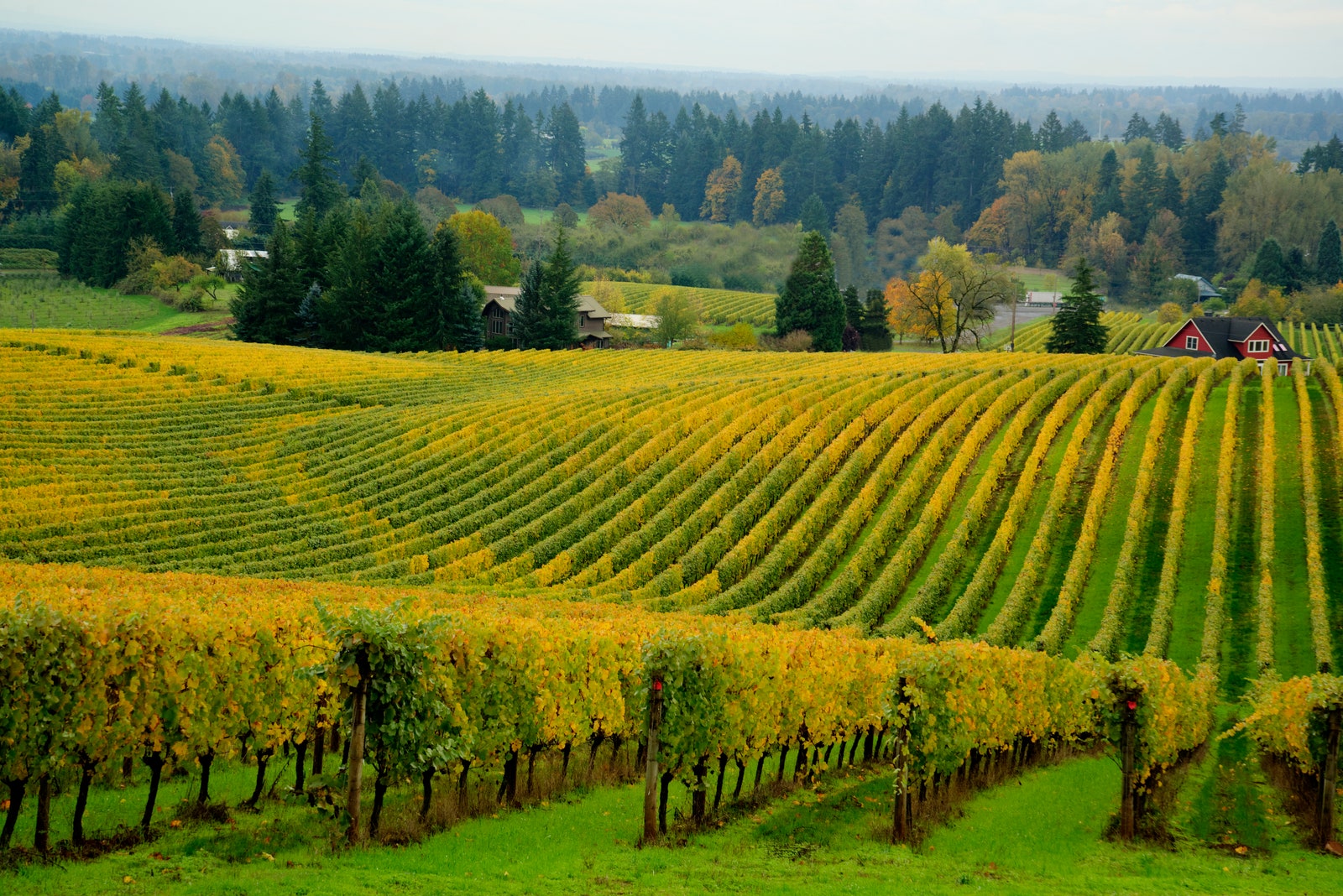 Images may contain outdoor rural farms and nature in vineyards