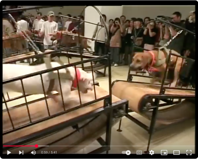 Still of the video Dogs That Cannot Touch Each Other (2003) by Sun Yuan and Peng Yu