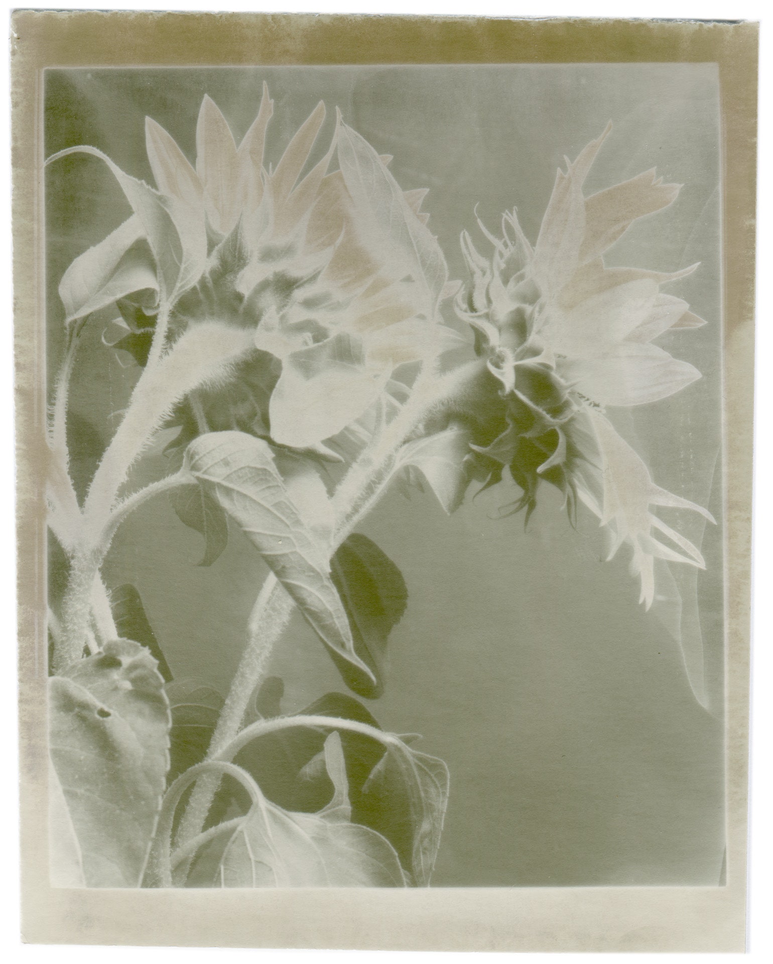 Images may contain art paintings plants flowers and floral design graphics and patterns