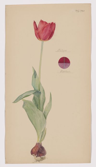 Hilma af Klint's description of tulips.
