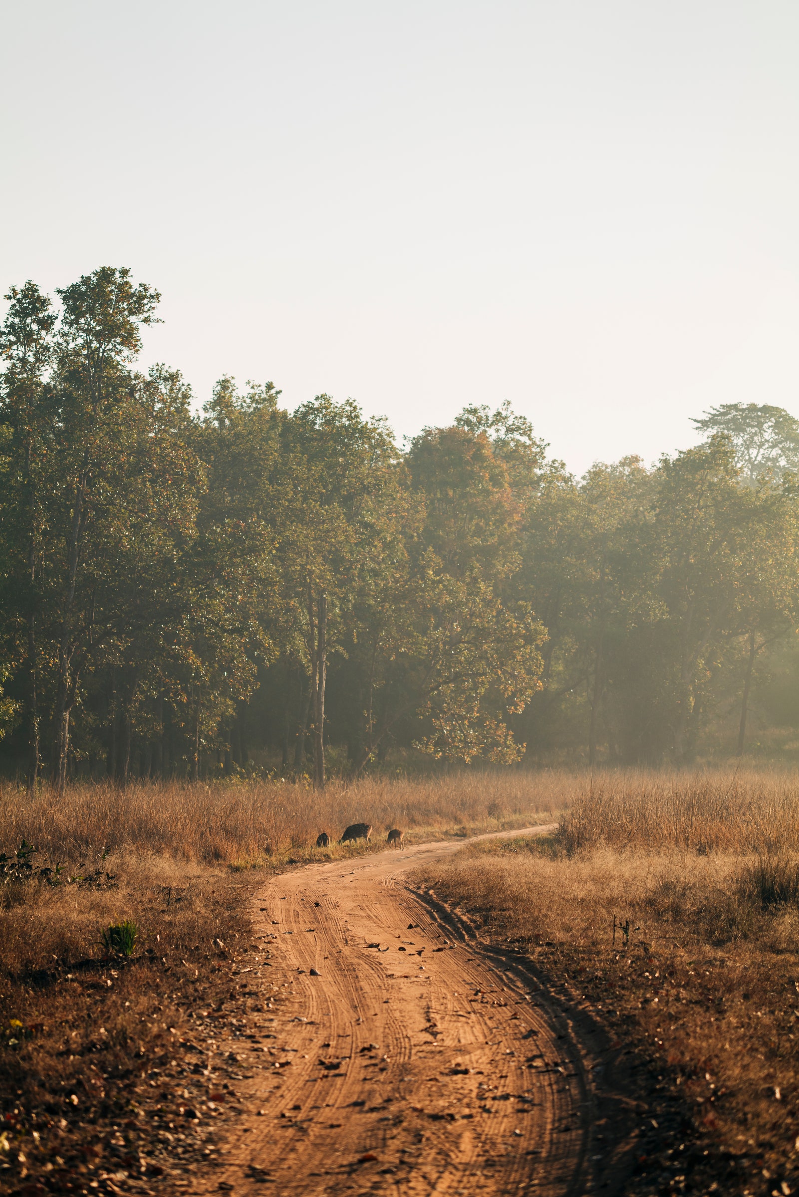 Images may contain ground gravel road soil path land nature outdoor plant sky animal cattle and cattle