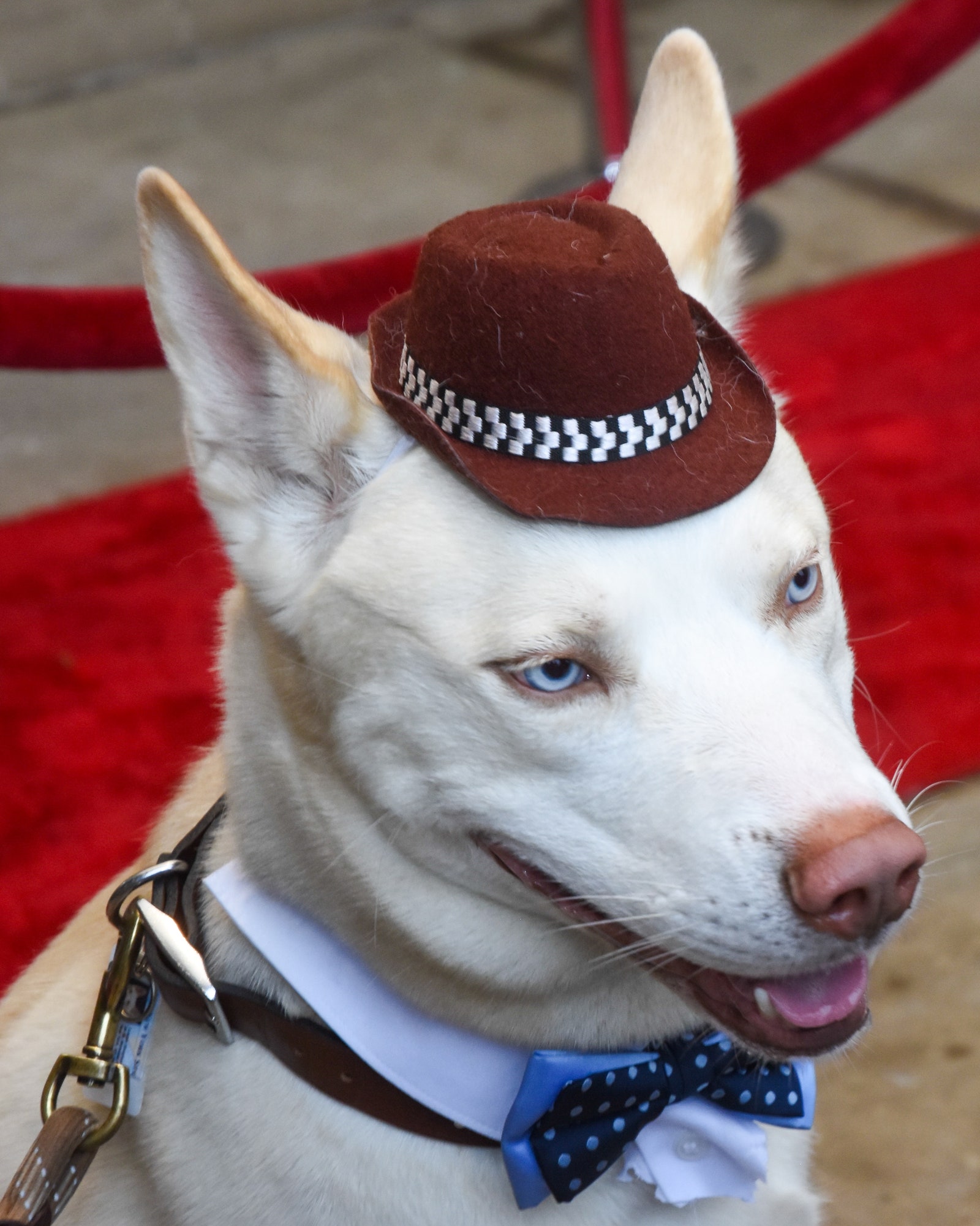 Images may contain animal dog husky mammal pet accessories leash clothing cap formal wear and tie
