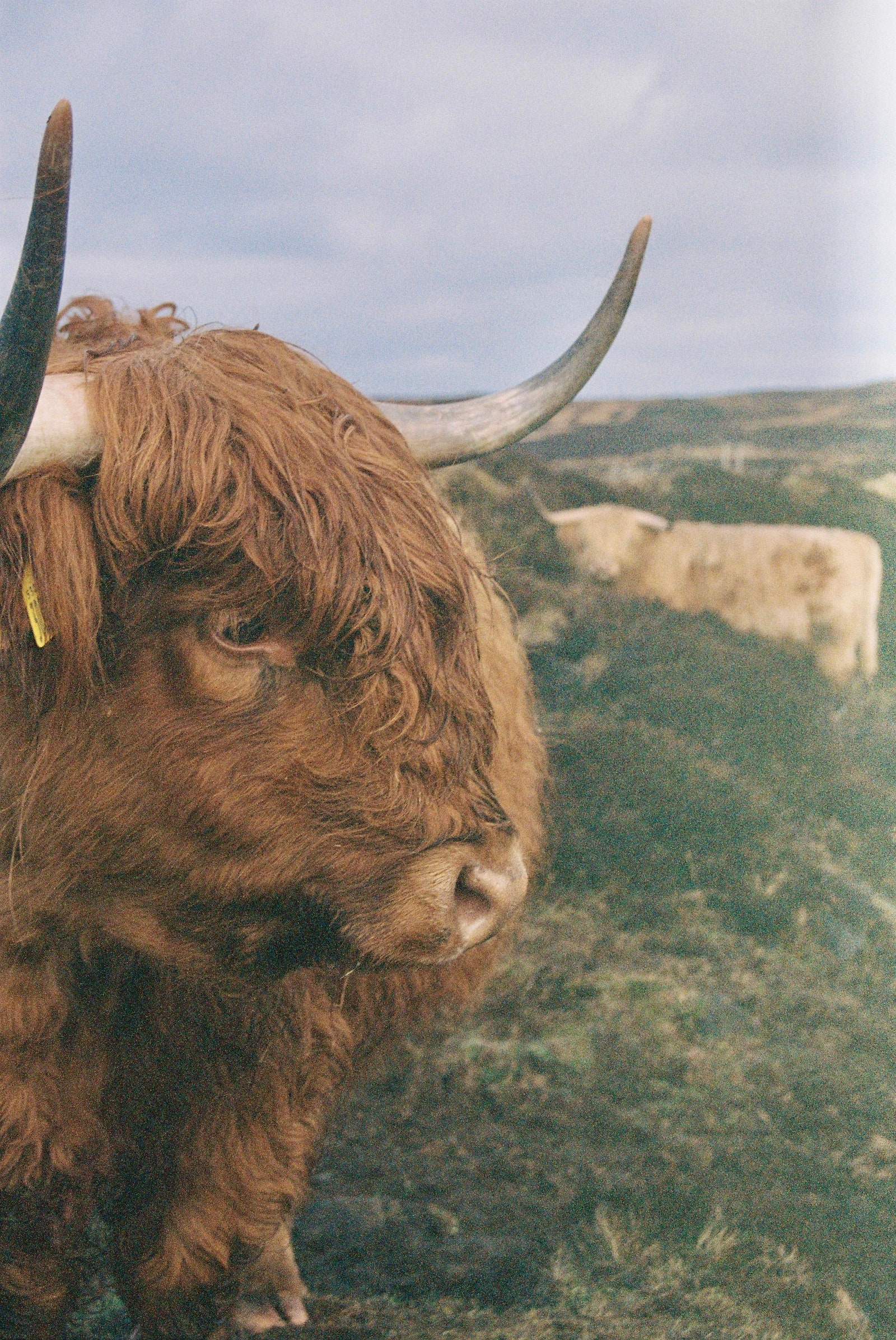 Images may contain animal cattle mammal cattle livestock longhorn cattle and cattle