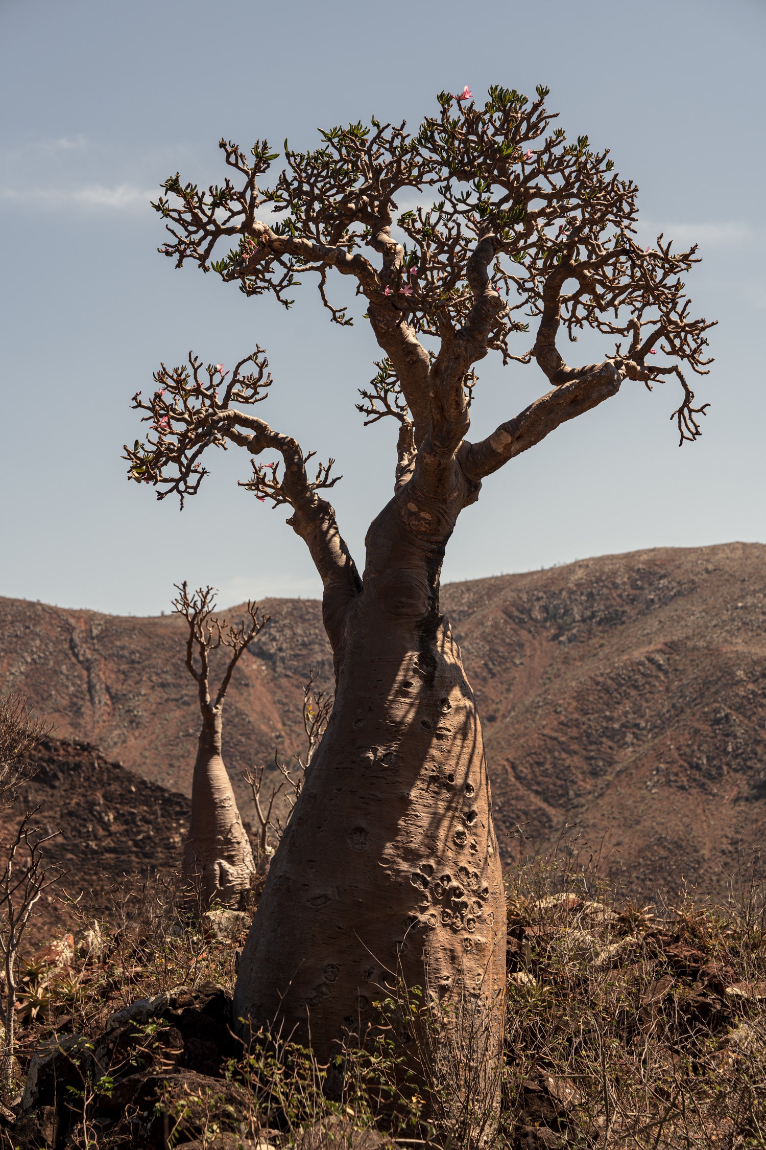 Images may contain plant tree trunks natural outdoor wilderness potted plants and rocks