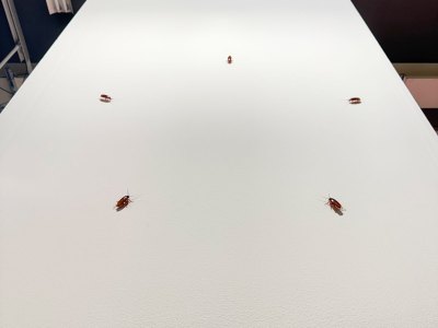 A circle of cockroaches on the white wall.