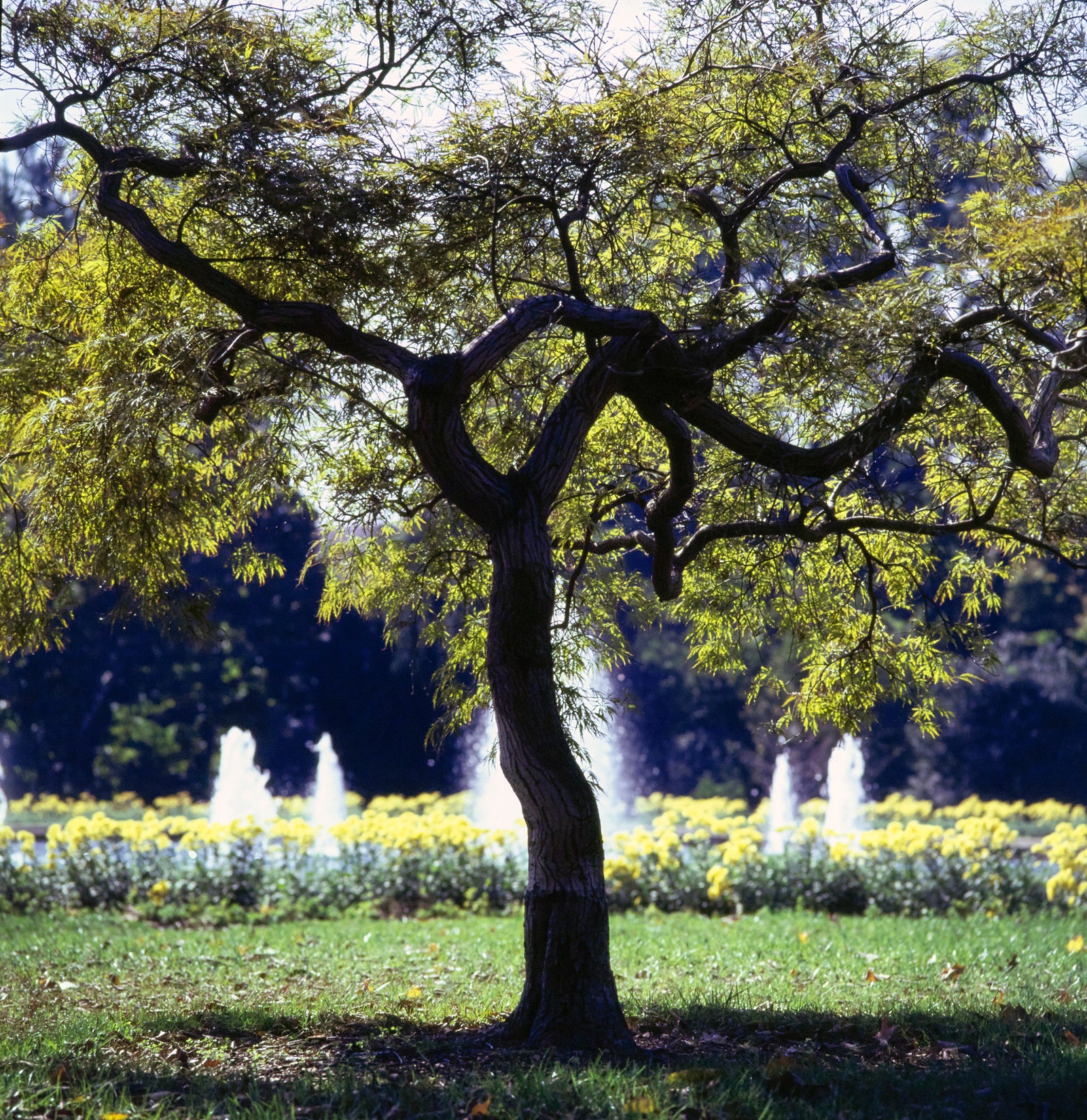 Images may contain plant trees, tree trunks, nature outdoor park vegetation water and woodland