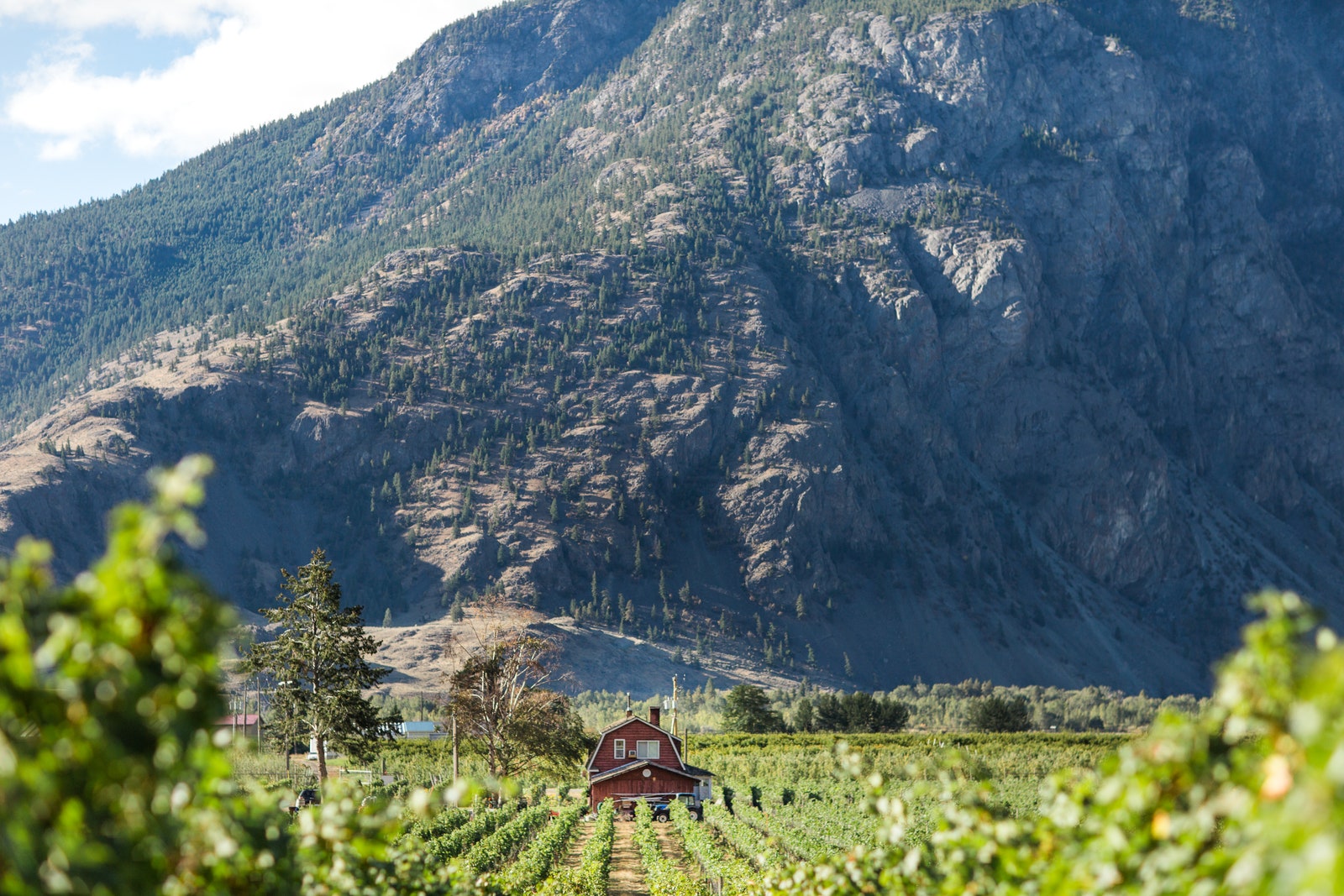 Images may contain outdoor rural rural farm vineyards and landscapes