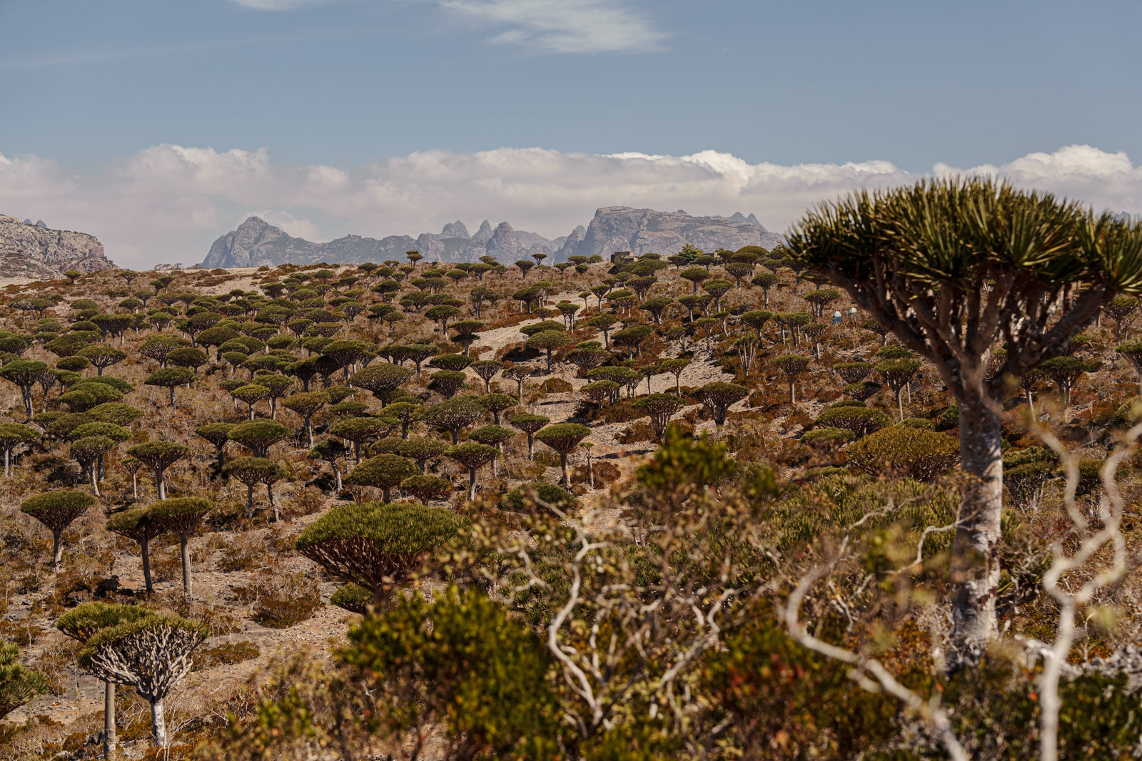 Images may contain plant vegetation natural outdoor wilderness landscape ground trees landscape land and woodland