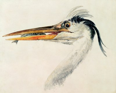 BBC210766 Heron and Turner's fish (w/c); Farnley Hall, Yorkshire, England.
