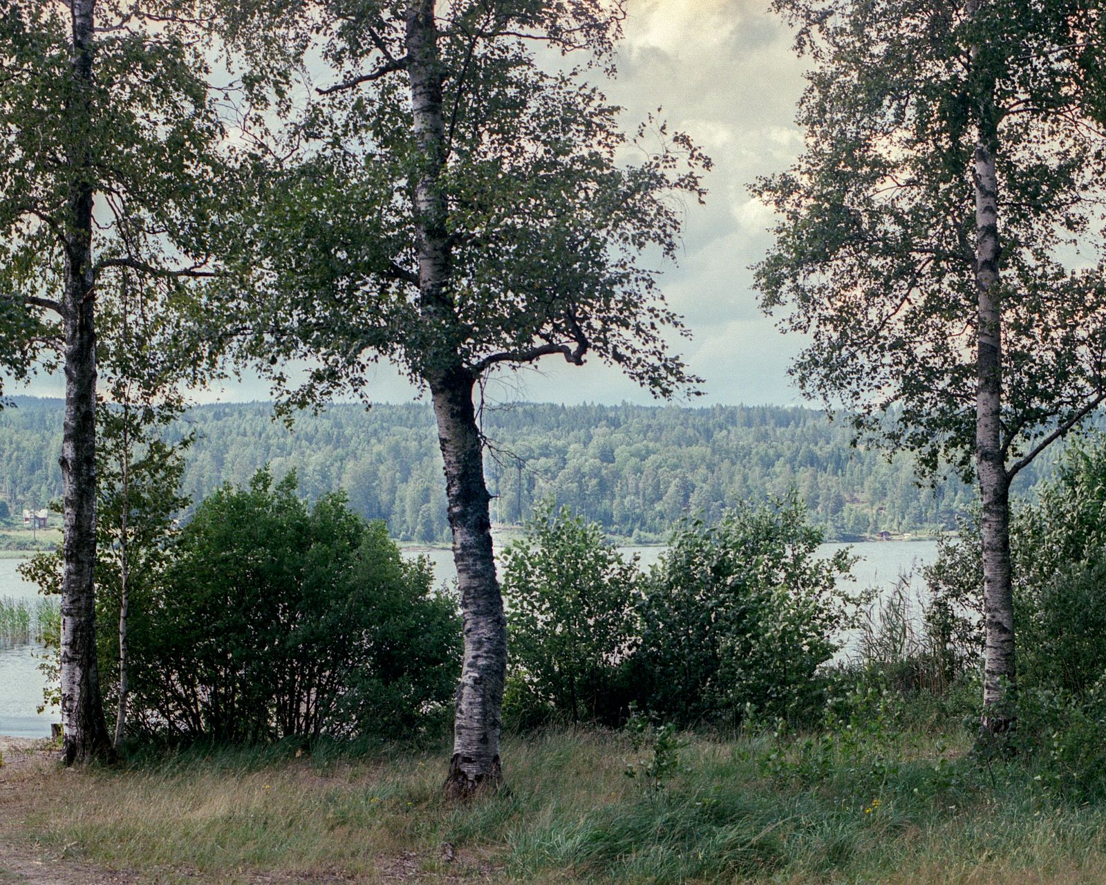 Images may contain plant trees vegetation nature outdoor wilderness forest grove land landscape woodland and landscape