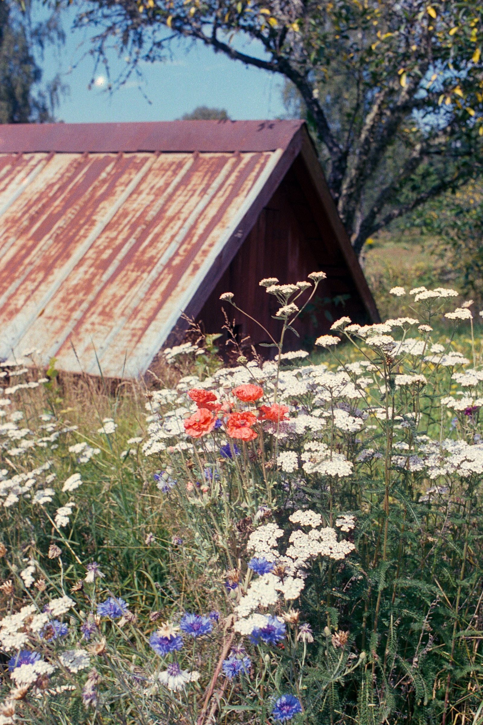 Images may contain buildings outdoor shelter herbs plants vegetation country hut and nature