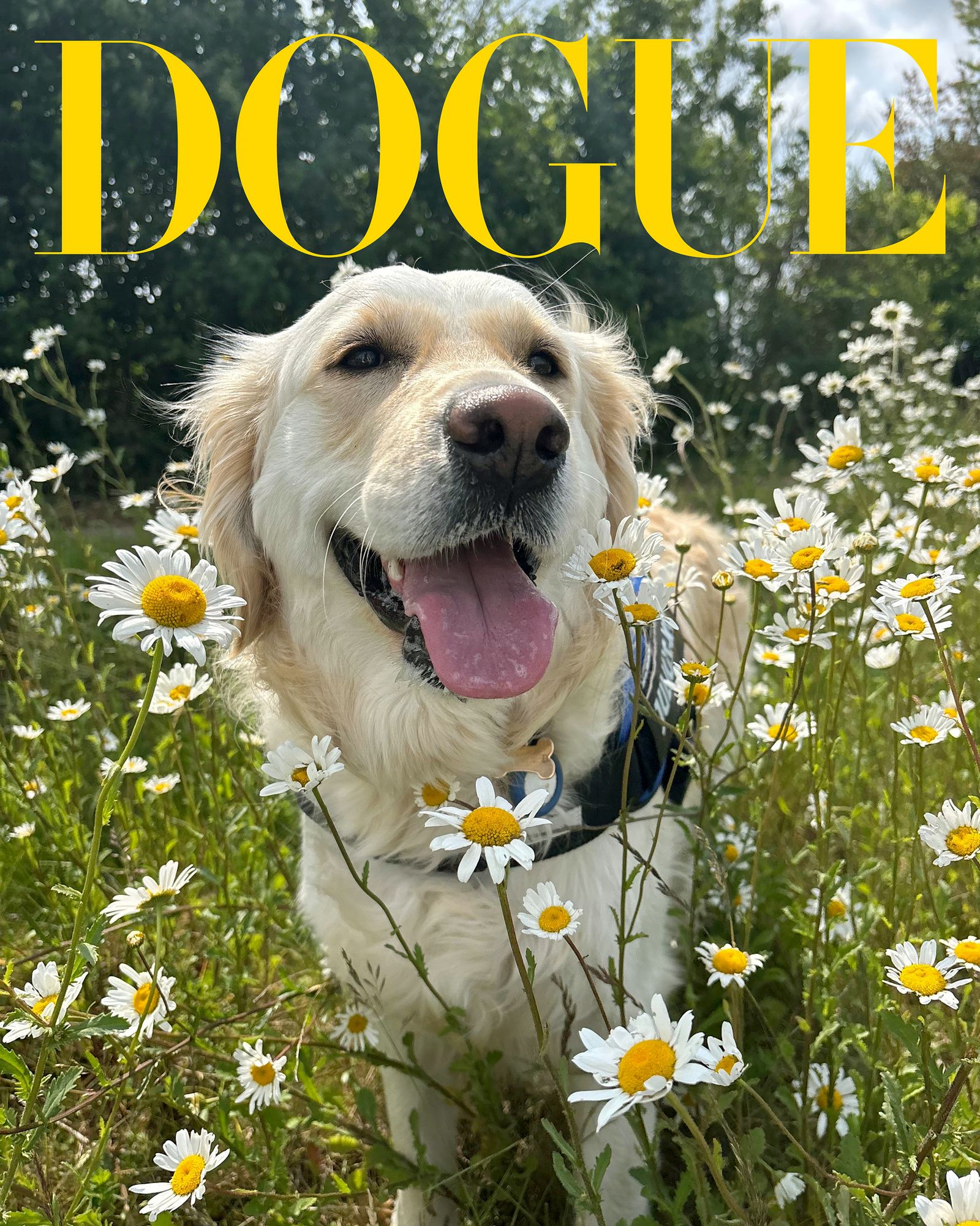 Images may contain daisy flower plant herbs petals dog dog mammal pets and vegetation