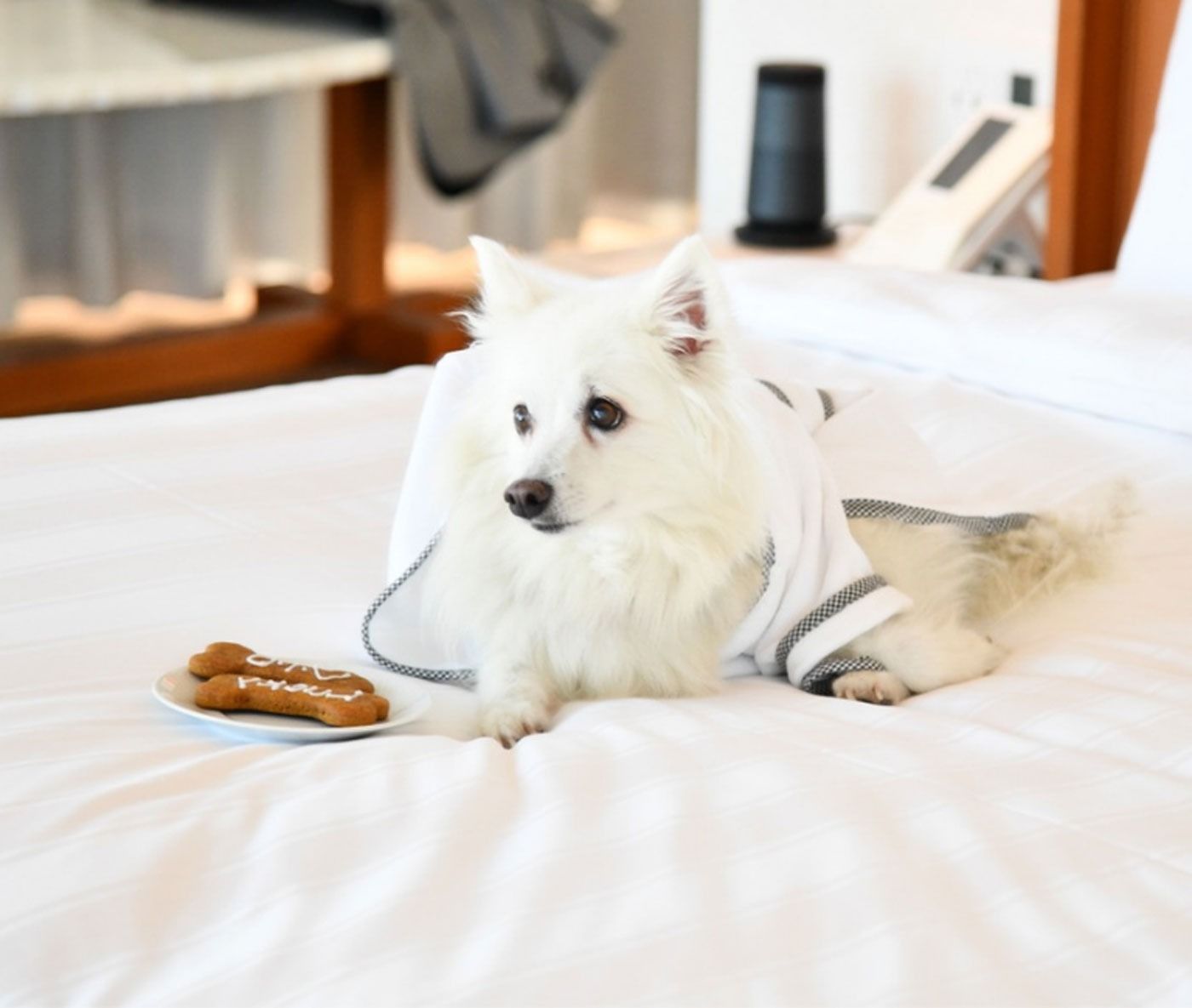 Images may contain animal dogs, dogs, huskimo dogs, mammals and pets