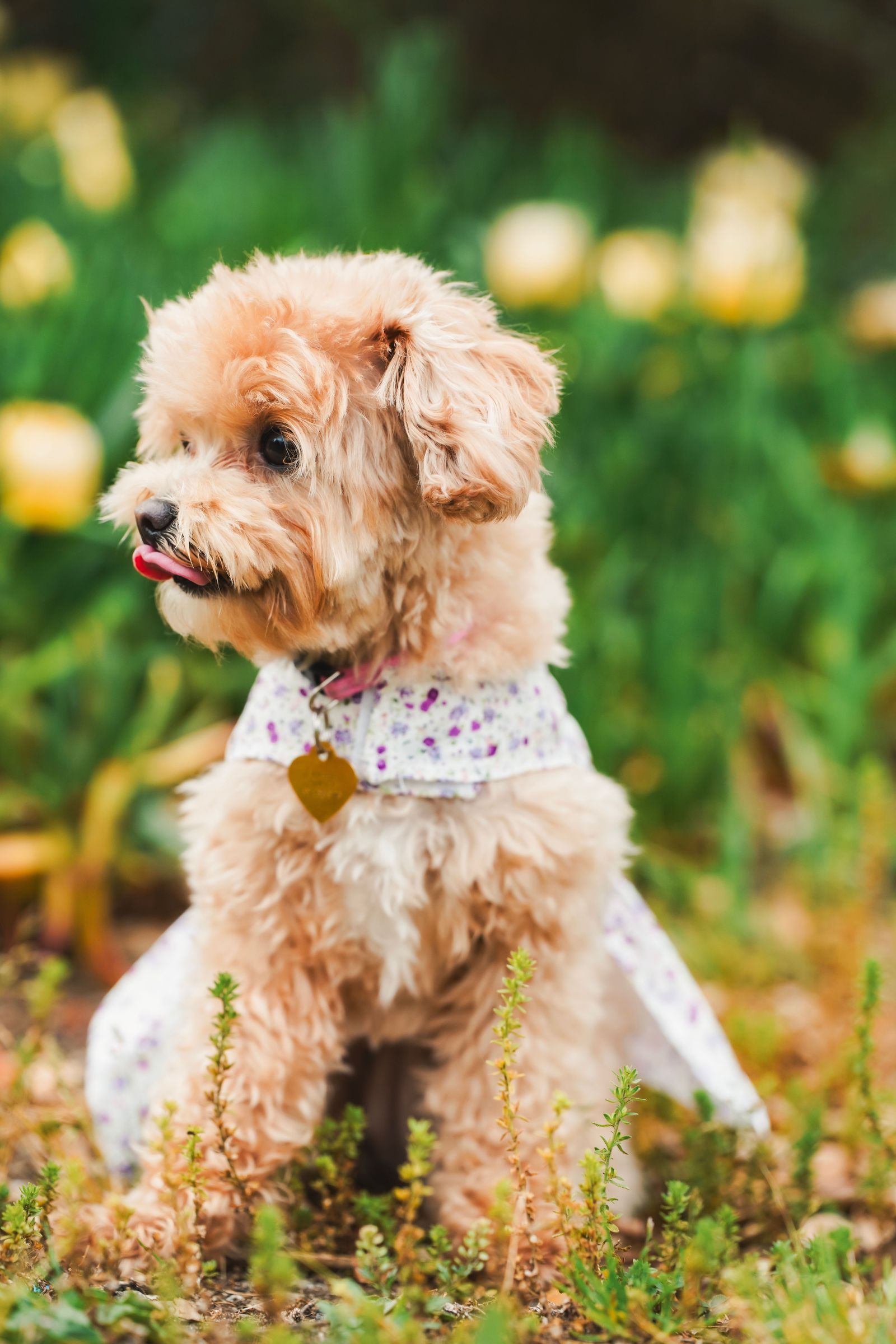 Images may contain animals, dogs, mammals, pet puppies and plants