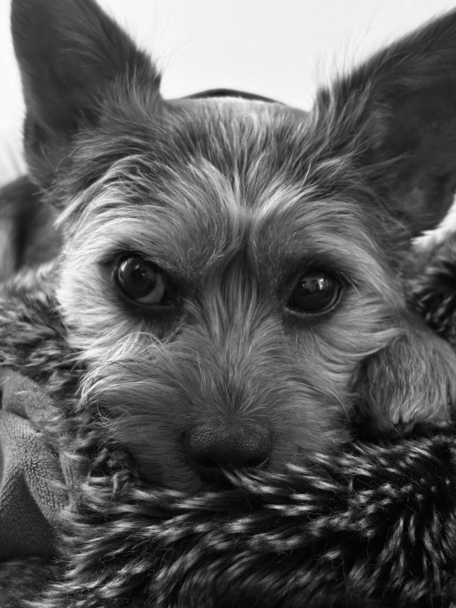 Images may contain facial human photography and portrait of animal dog dog mammal pet puppy terrier face
