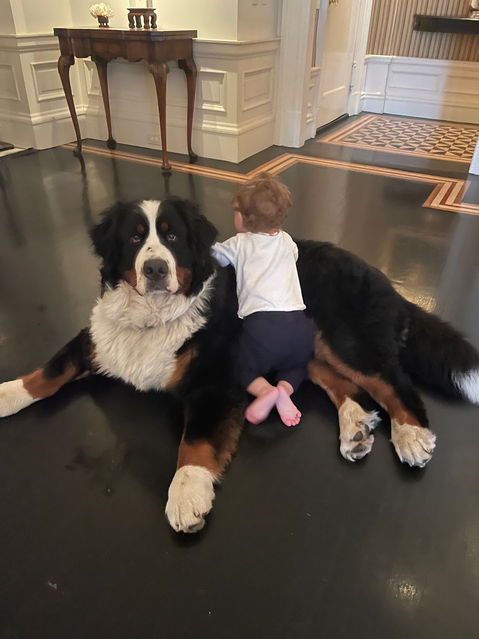 Image may contain floor for children, animals, dogs, mammals, pet interior design and table