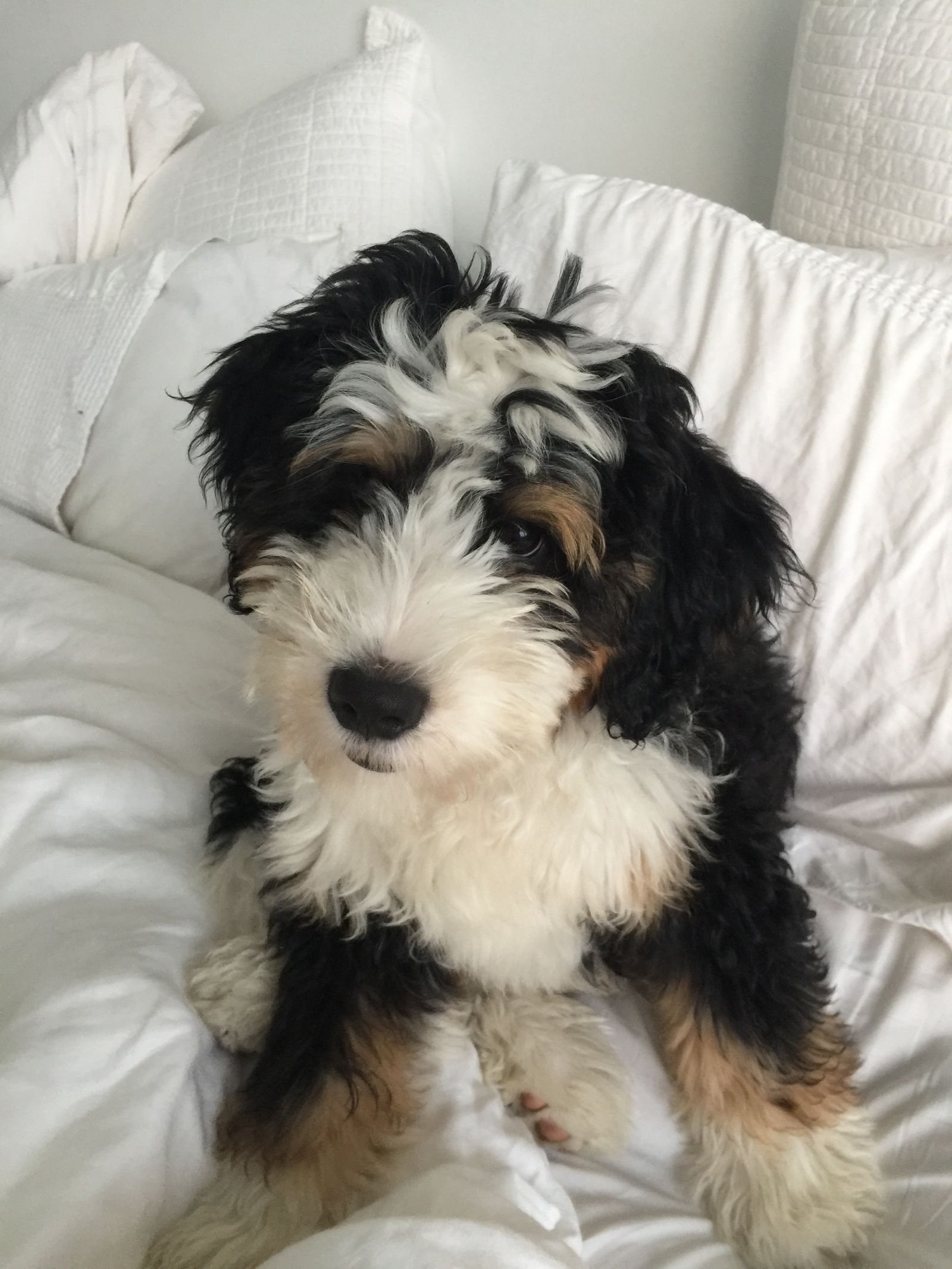 Images may contain animal dog, dog, mammal, pet puppy mat, home decoration sofa and furniture