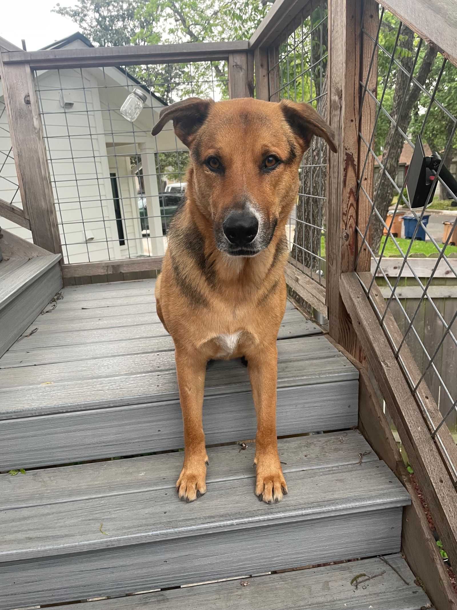 Image may contain buildings in outdoor shelter cabin housing indoor deck animal dog and dog