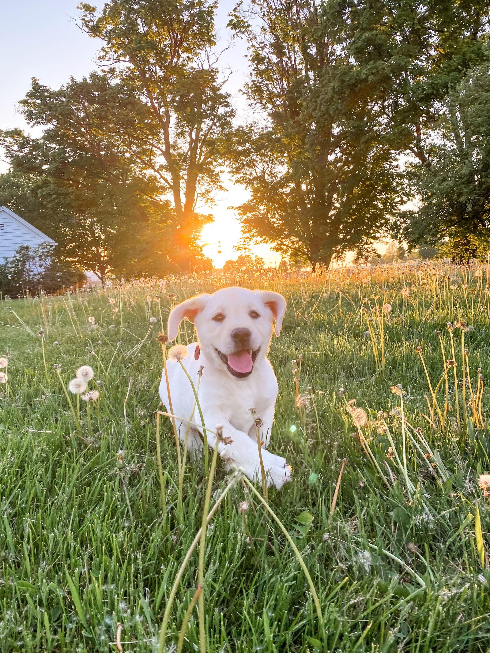 Image may contain grass plant nature outdoor sky animal dog dog mammal pet puppy sun vegetation and trees