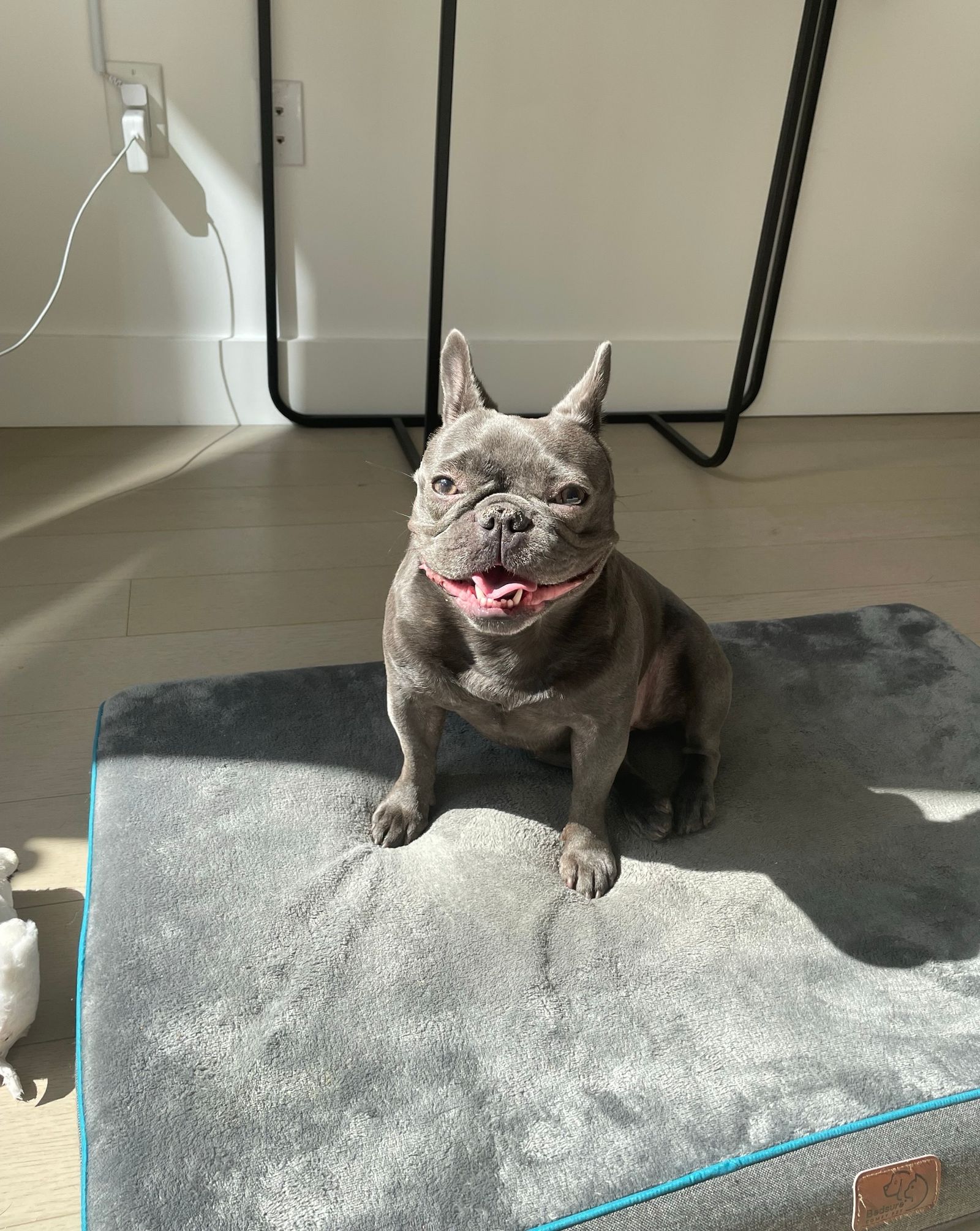 Images may contain animal dog mammal dog pet bulldog and dog bed