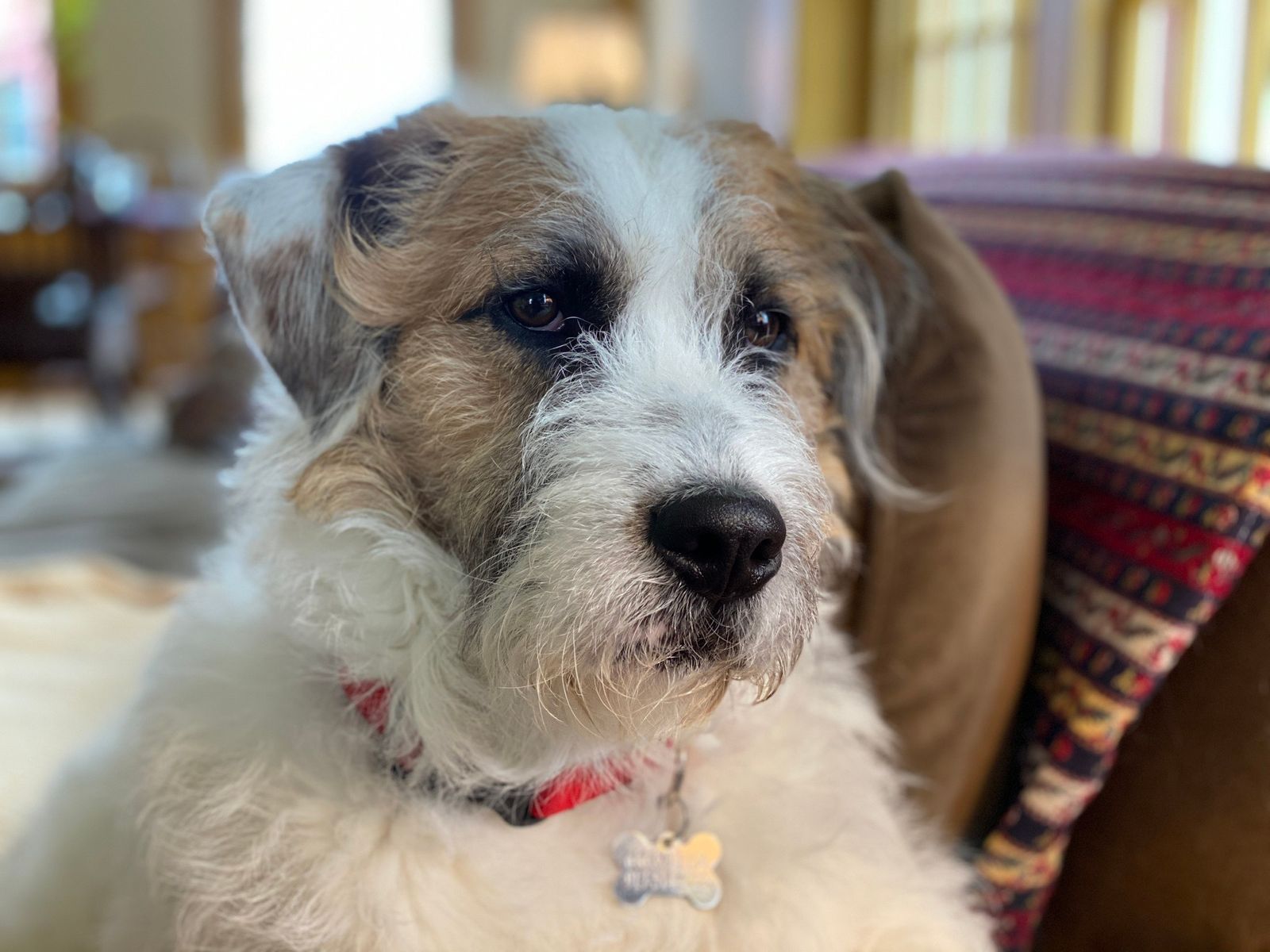 Images may contain animal dogs, mammals, pet sofa furniture and puppies