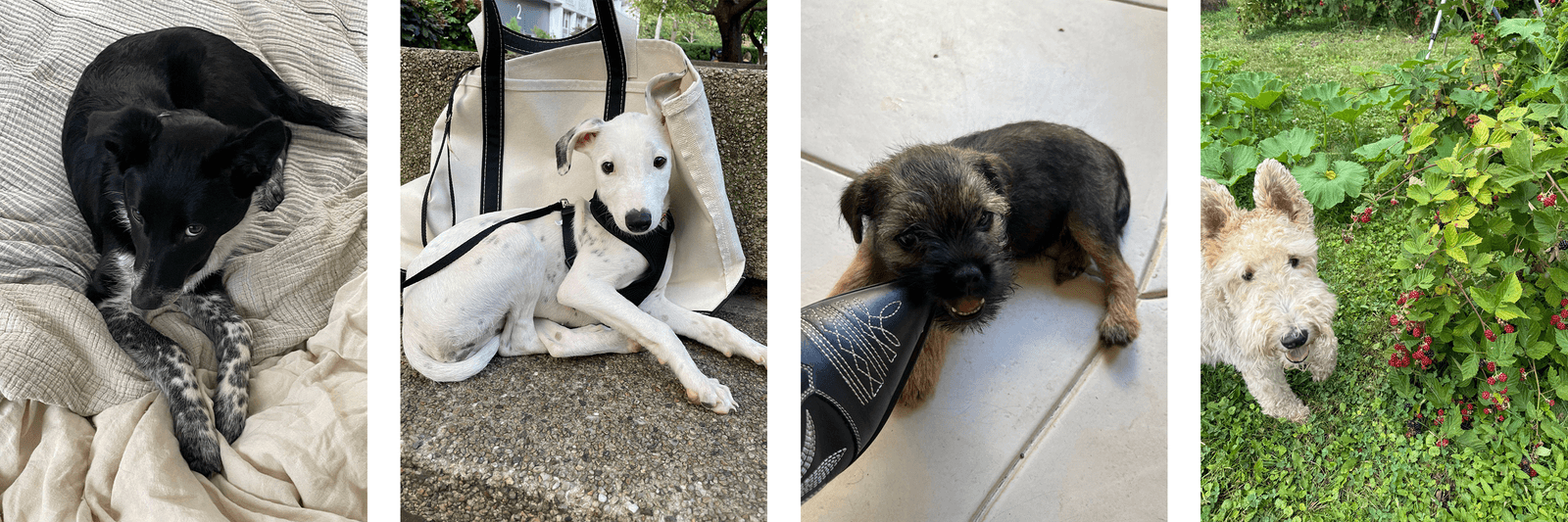Images may contain accessories straps for animals dogs mammal pets and terriers