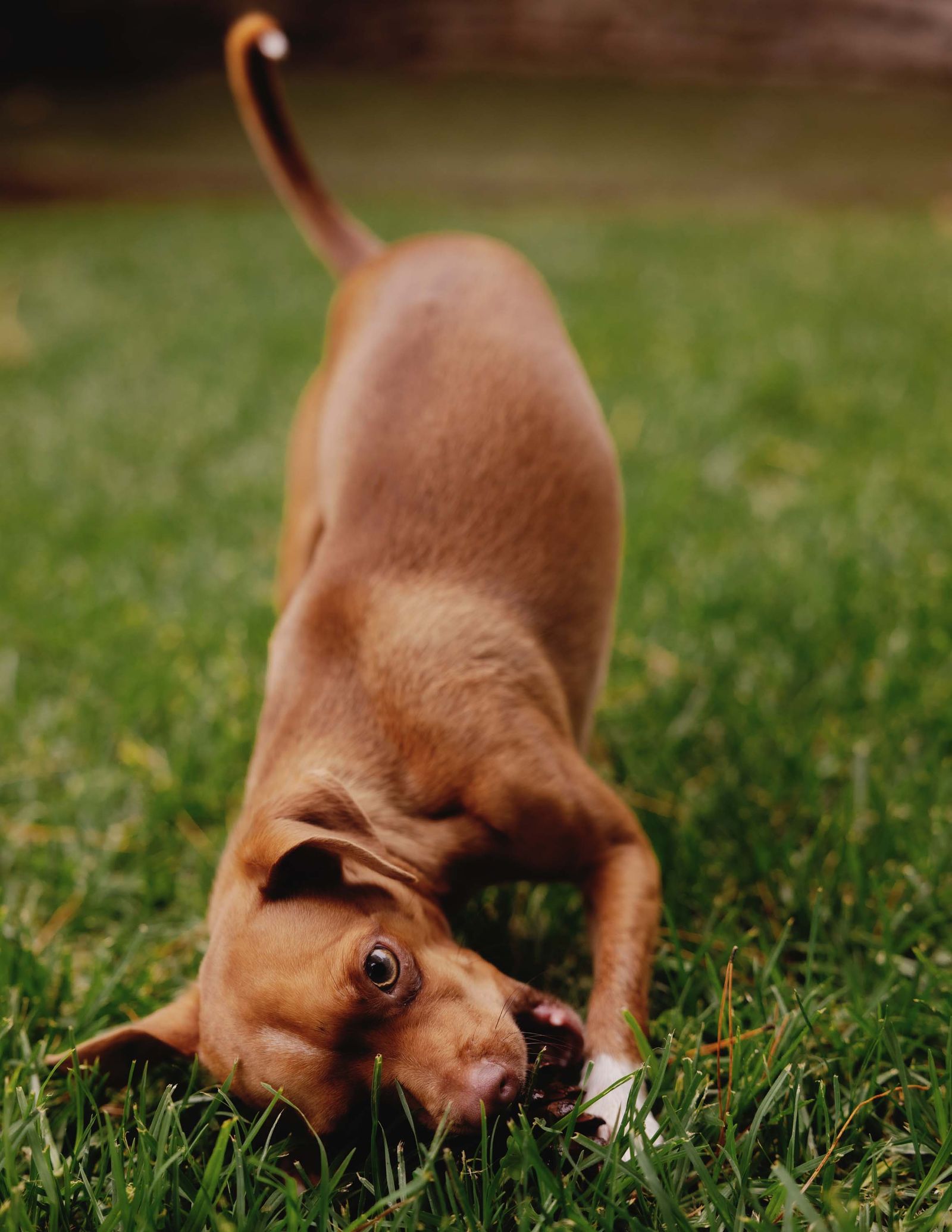 Images may contain grass animal dog mammal pet puppy lawn and hunting dog