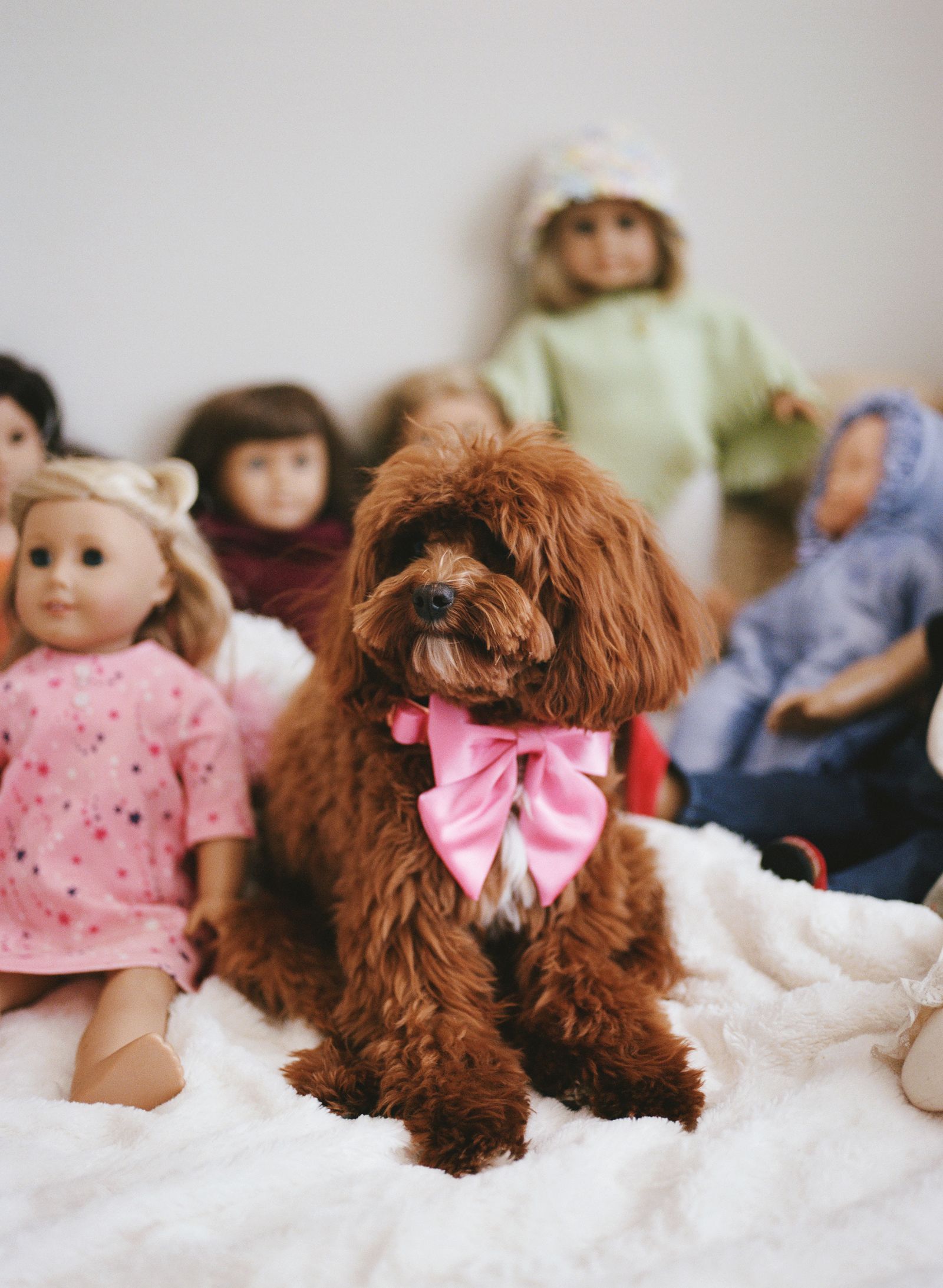 Images may contain a person's face photography portrait animal dog dog mammal pet clothing cap and toys