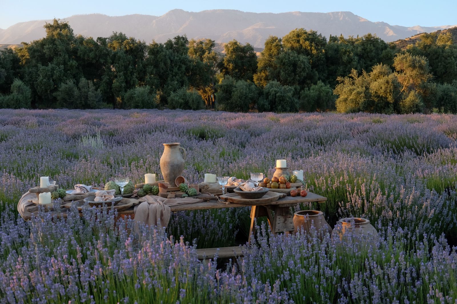 Image may contain plant vegetation flowers lavender herbs nature in outdoor landscape countryside and grass