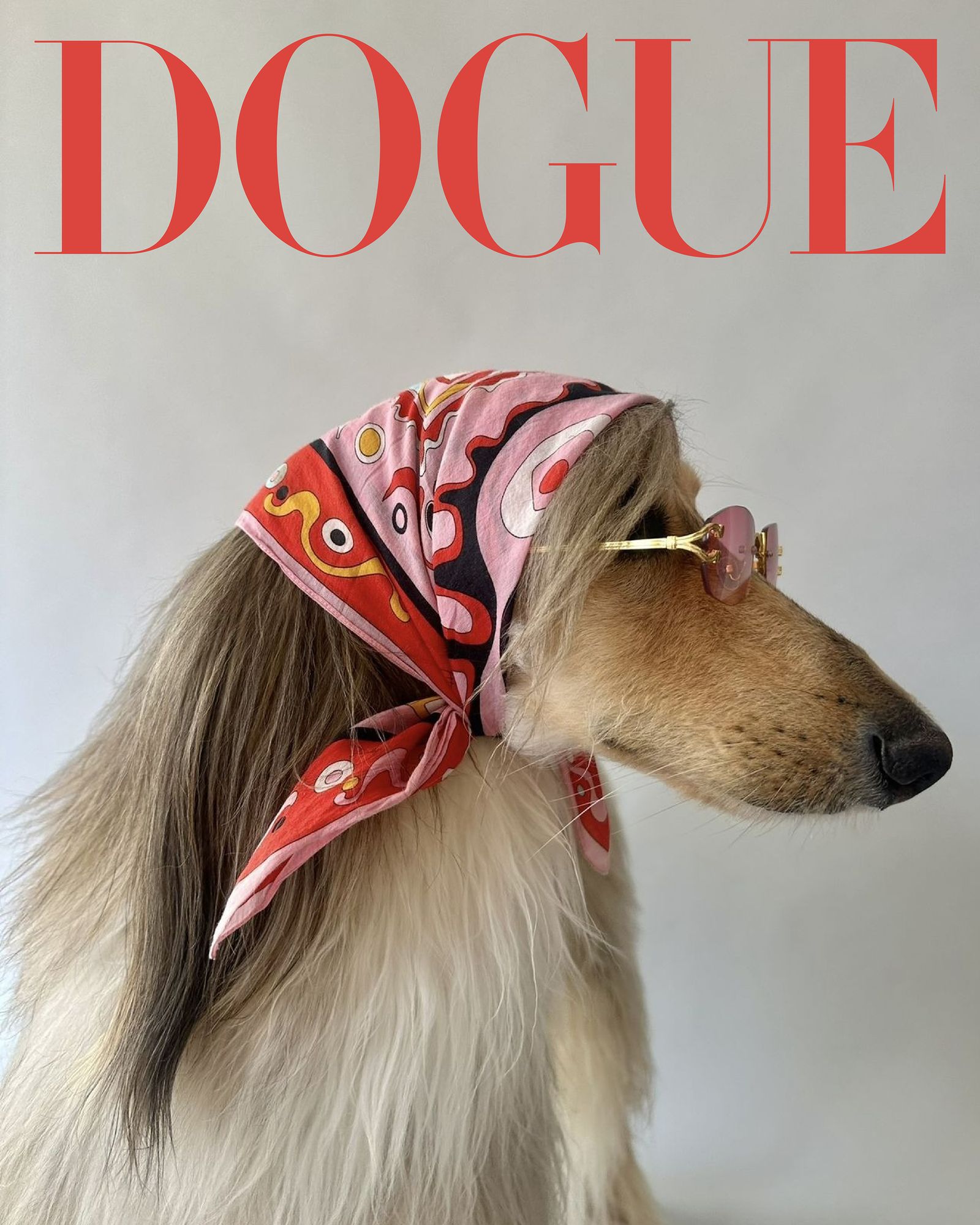 Images may contain animal dogs, dogs, hounds, mammals, pet accessories, clothing, scarf publications, children and people