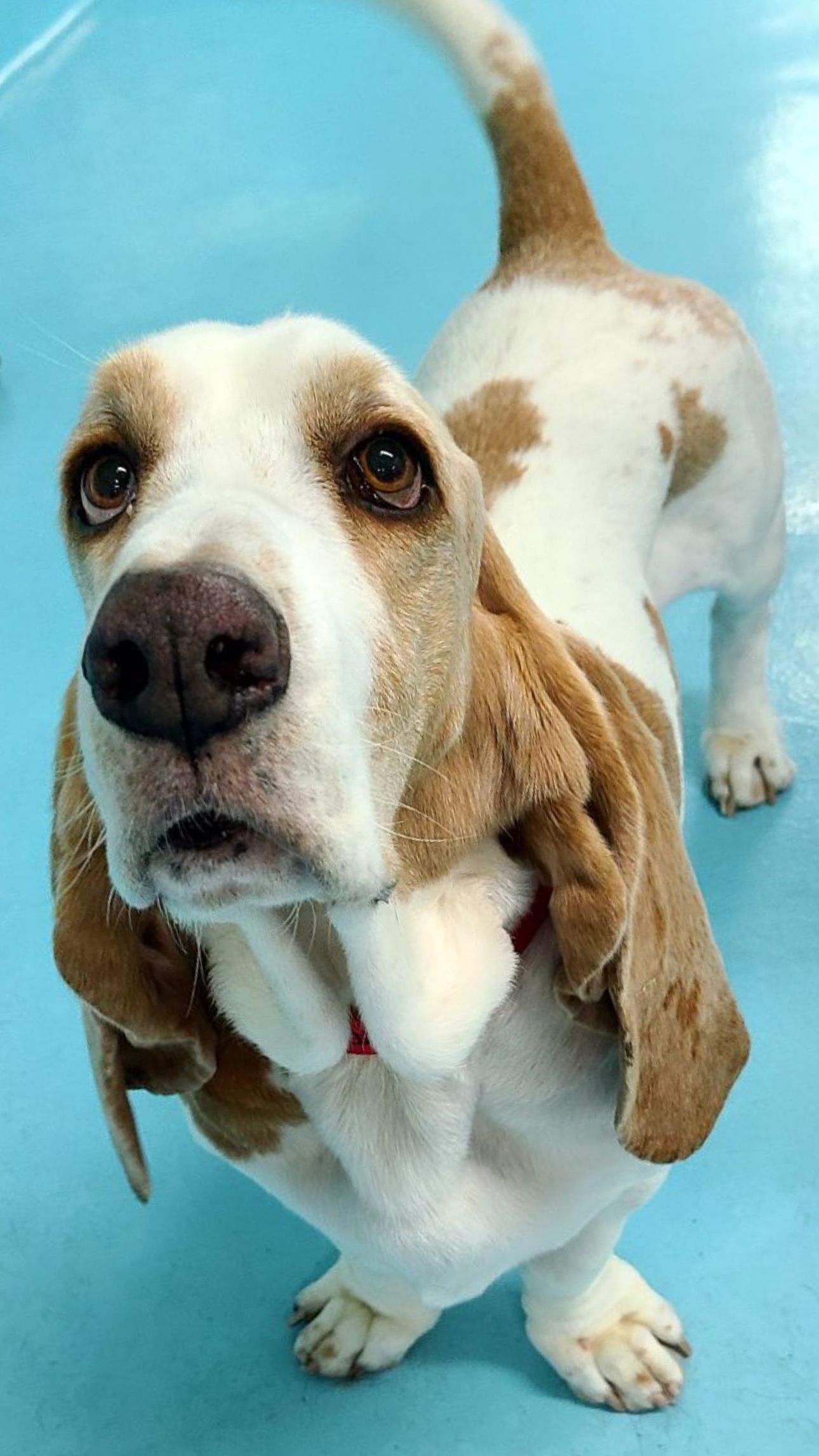 Images may contain animal dogs, dogs, mammals, pets and beagles