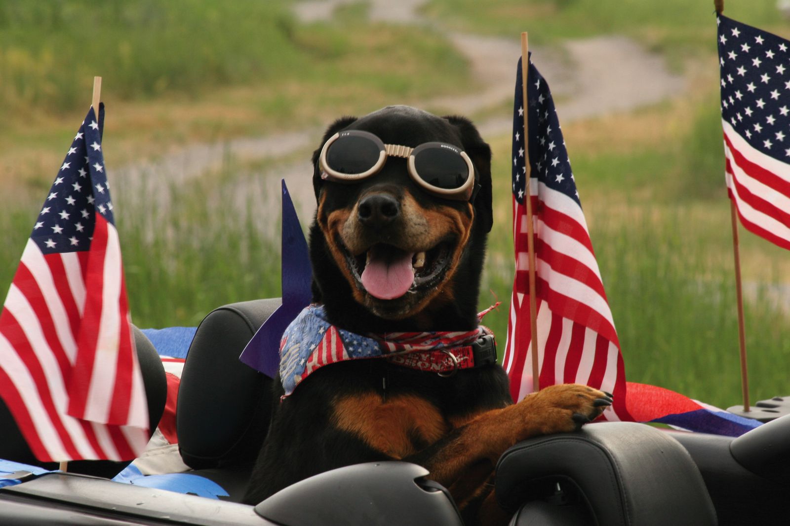 Image may contain American flag grass plant accessories sunglasses adult glasses animal and dog