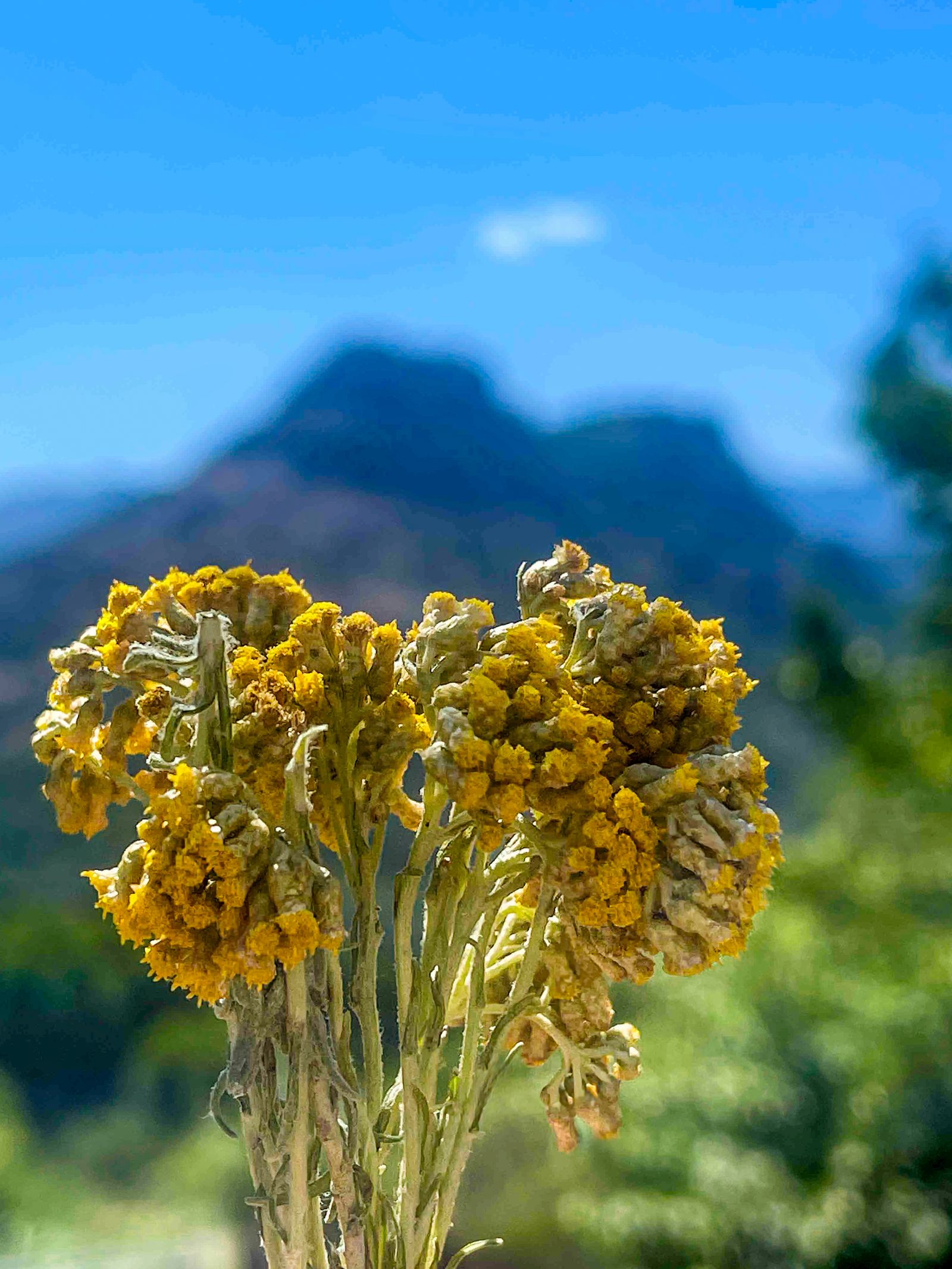 Commune, Tora Corsica France, July 8, 2024, Italian curry plant Italian herbal flower. The mountain behind