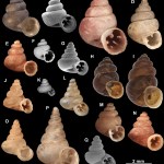 Microscopic image of different snail shells with letter marking on black background