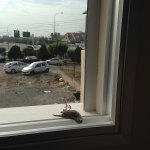There is an image of a dead bird on the windowsill; the window looks out onto a parking lot.