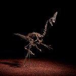 Spike, Caenagnathid Oviraptorosaur, ca. 68 million years ago.