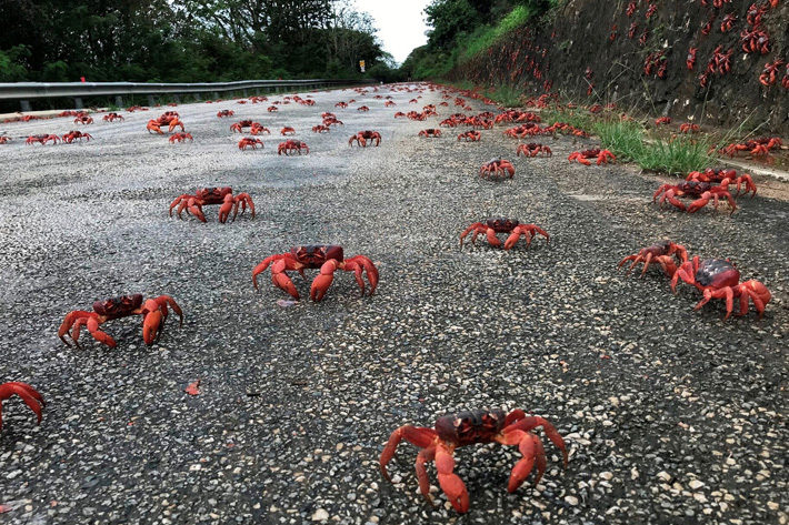 Migrating red crabs can be seen on a road on Christmas Island, Australia.