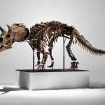 dinosaur skeleton