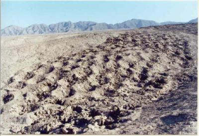 Band of Holes, Pisco Valley, Peru, 2010.