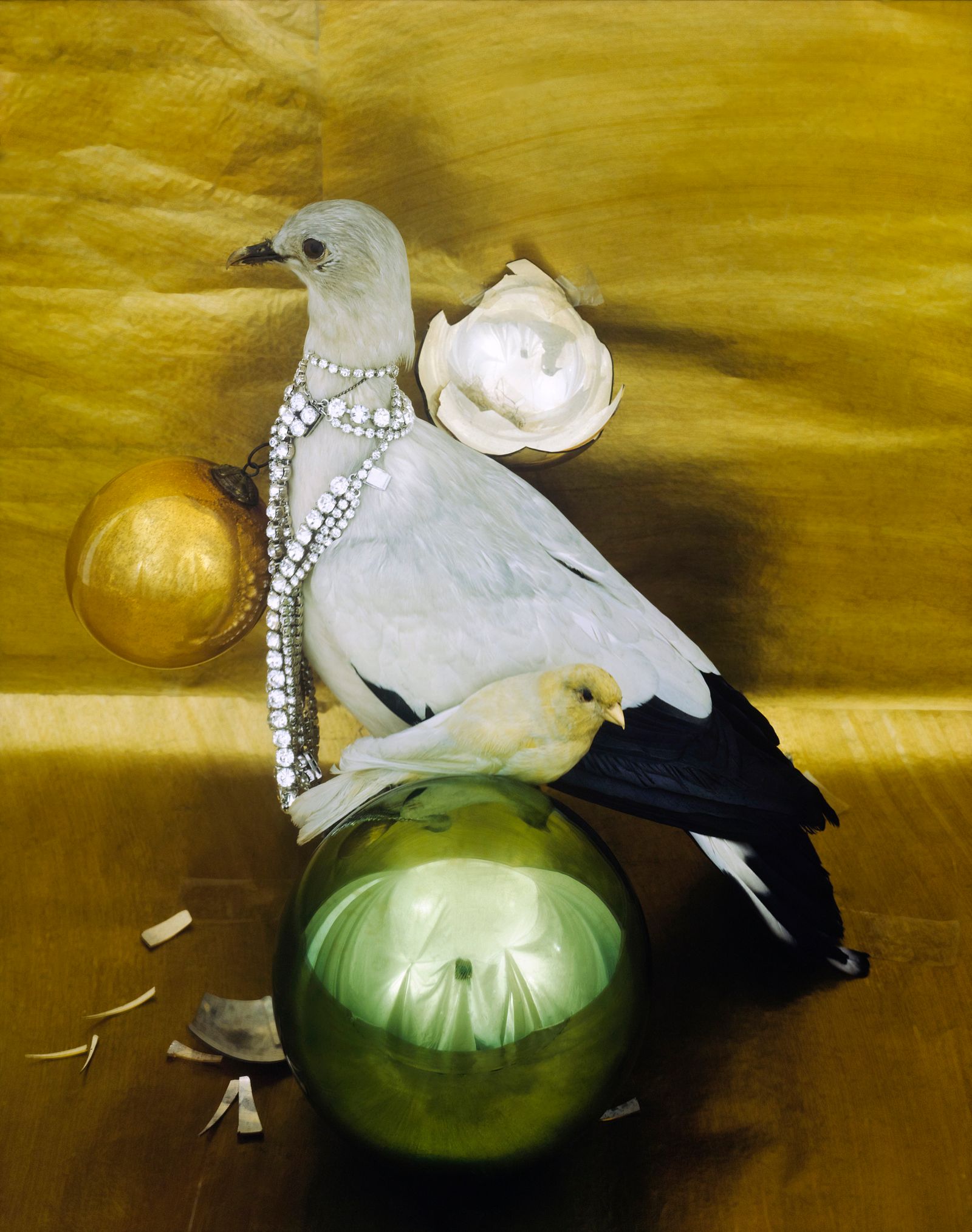 A white bird with black wings and tail on a gold background wearing a silver three-strand cuff in the studio.