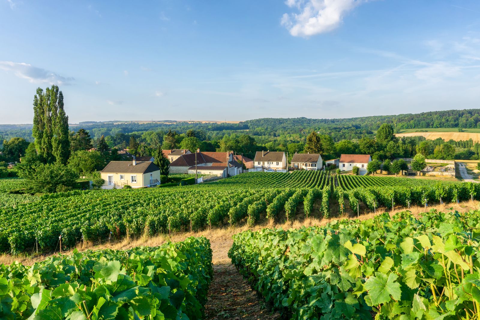 Image may contain outdoor nature countryside rural farm buildings buildings and vineyards