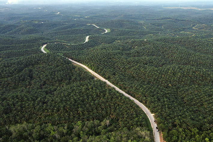 Panoramic view of palm oil plantations in Siak County