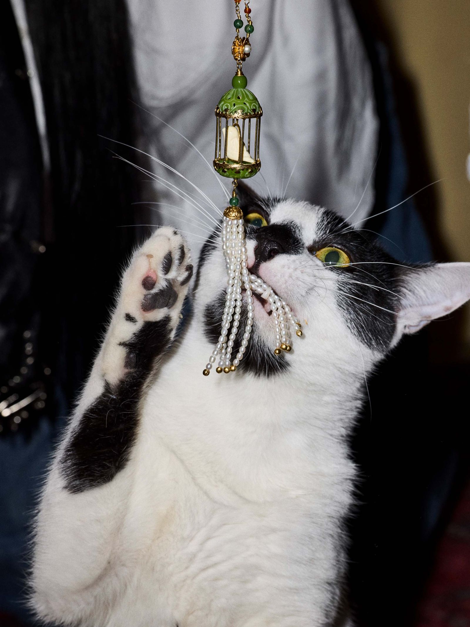 Image may contain accessories, animals, cats, mammals and pets