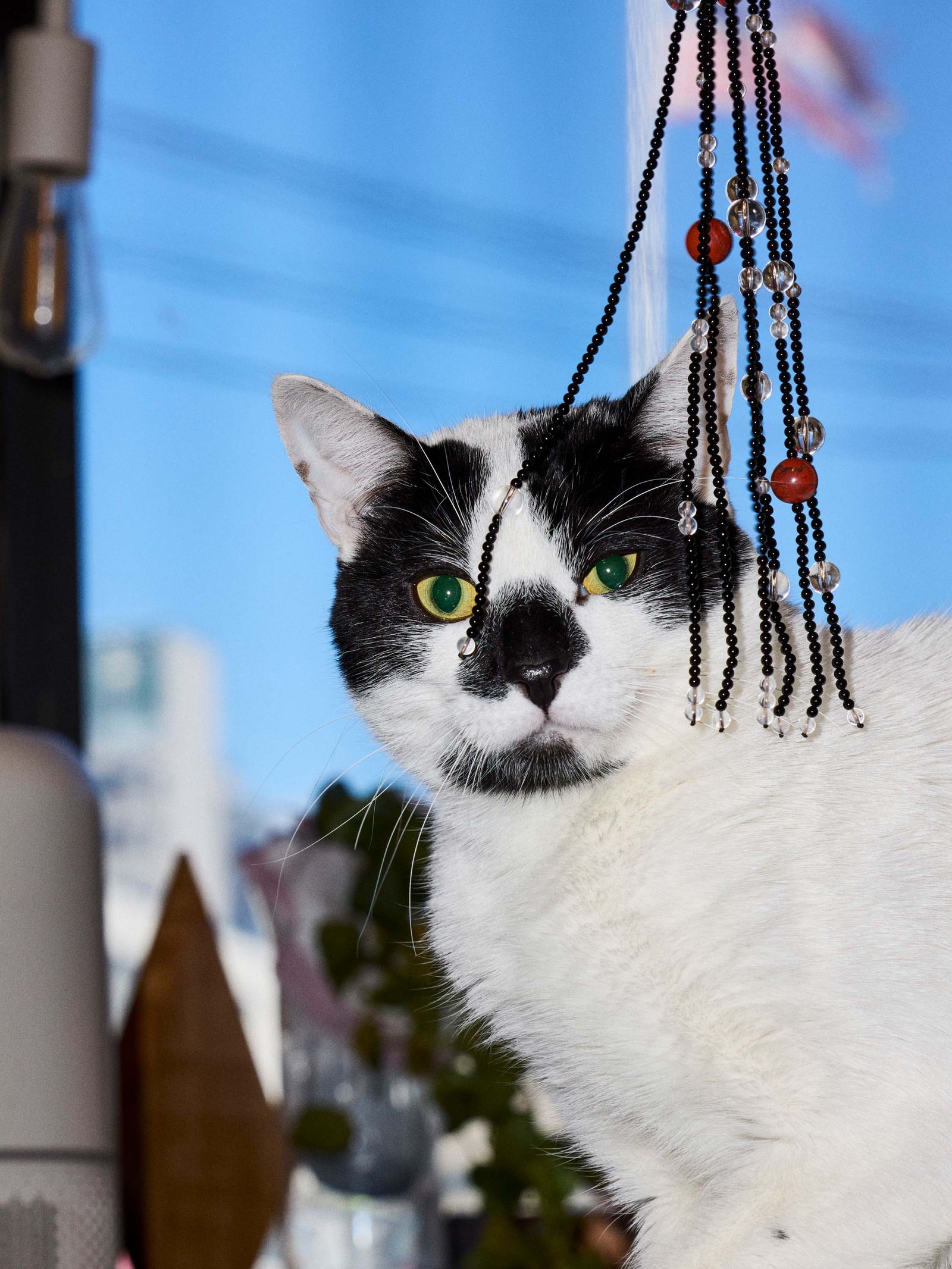 Images may contain animals, cats, mammals, pet accessories, jewelry, necklaces, arts and crafts