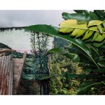 Picture of various tropical leaves and corrugated paper.