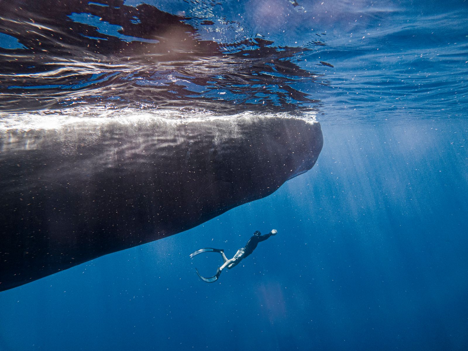 Image may contain leisure activities, people, sports, swimming, water, water sports, nature, outdoors, animals and mammals