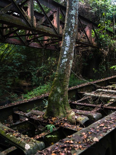 A tree grows from the railroad tracks.