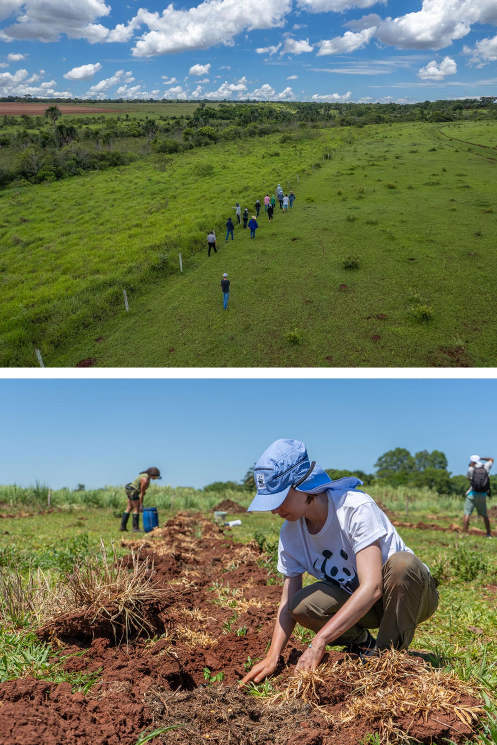 Image may contain soil, grass, plant field, nature, outdoor, vegetation, meadow, people planting and land
